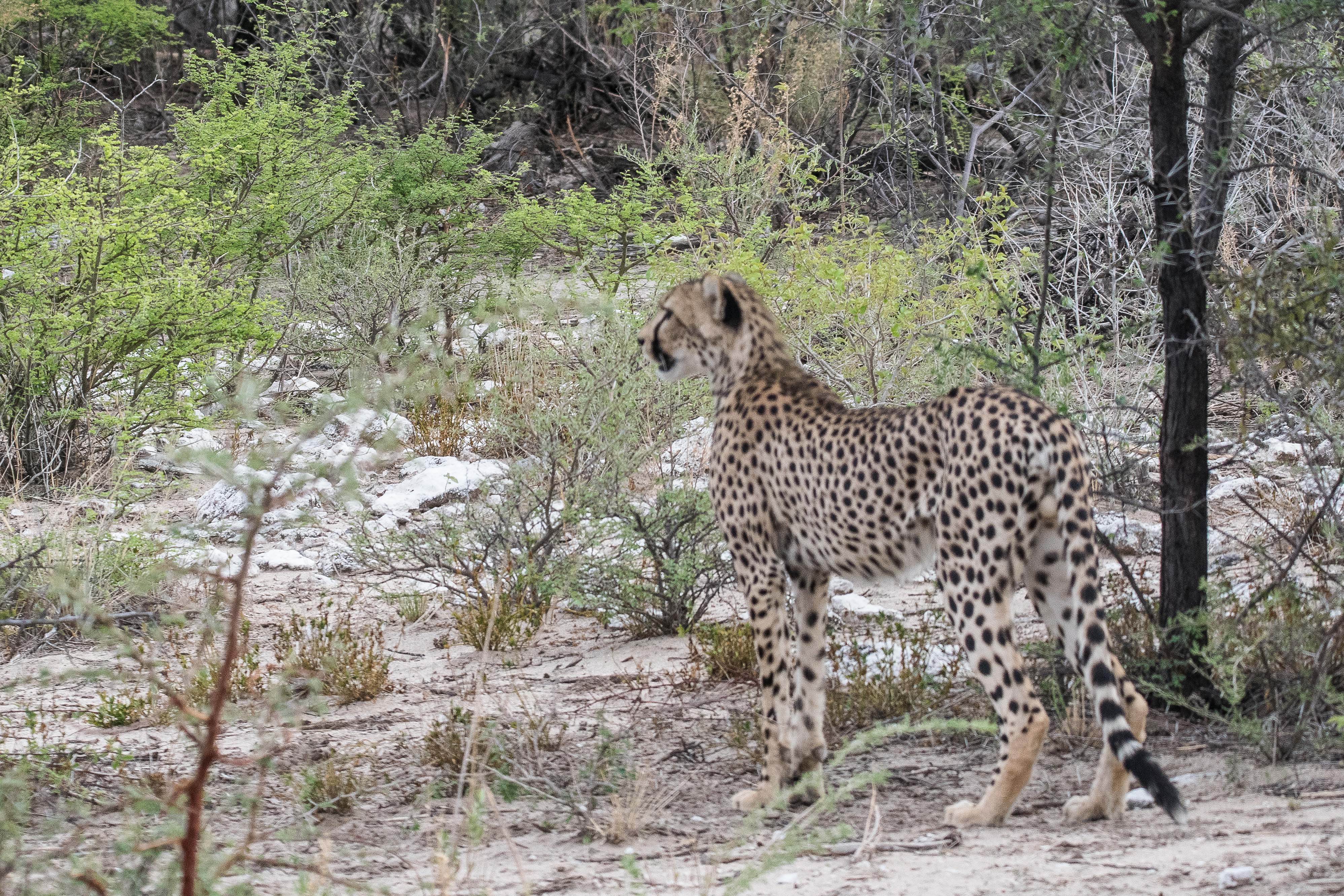 Guépard (Cheetah, Acinonyx jubatus), jeune adulte cherchant des yeux une proie potentielle, Onguma Nature Reserve, Etosha, Namibie.